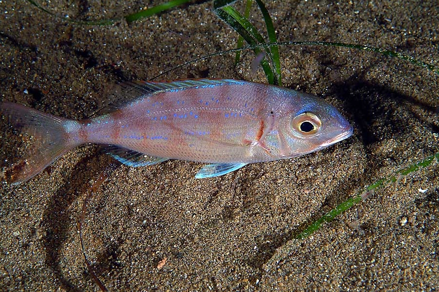 Pagellus erythrinus (Pagello fragolino)